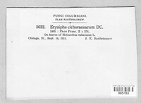 Golovinomyces cichoracearum image